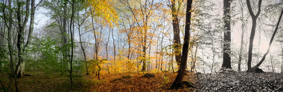 changing trees in the forest